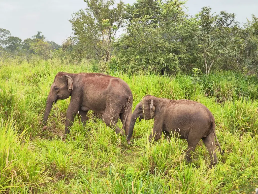 3 semaines au Sri Lanka avec chauffeur | VOYAGES ET ENFANTS