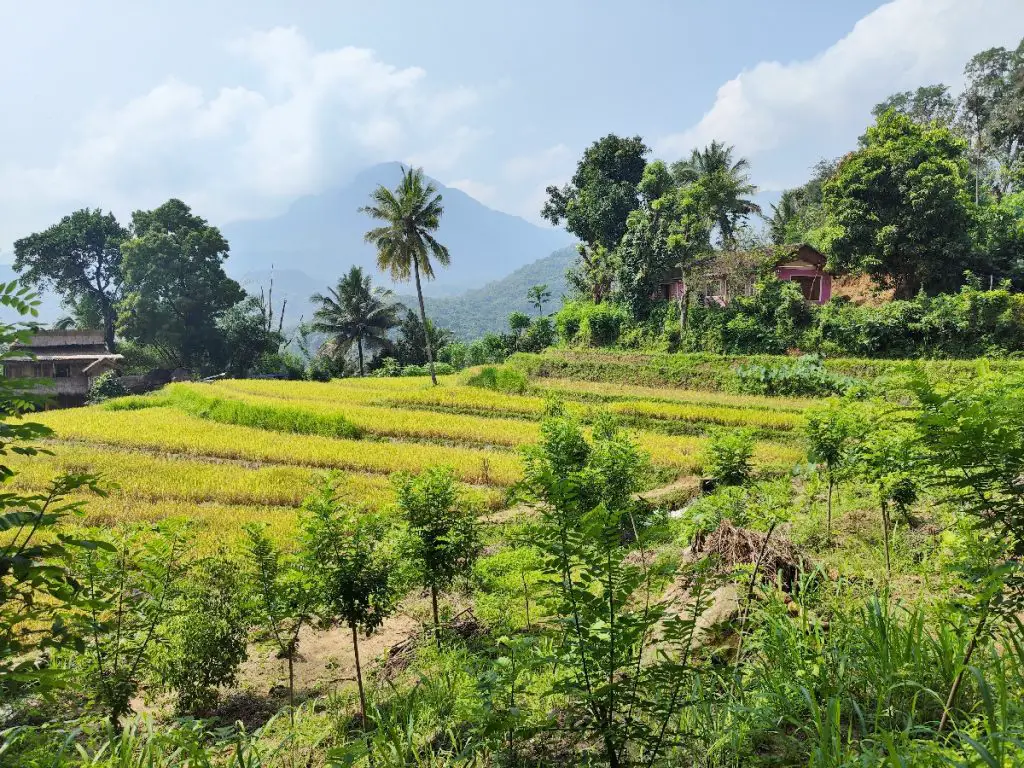 3 semaines au Sri Lanka avec chauffeur | VOYAGES ET ENFANTS