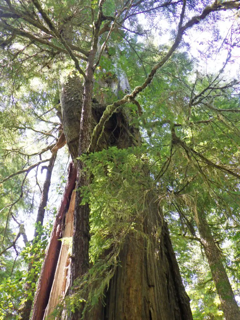 Vancouver famille Pacifique Tofino