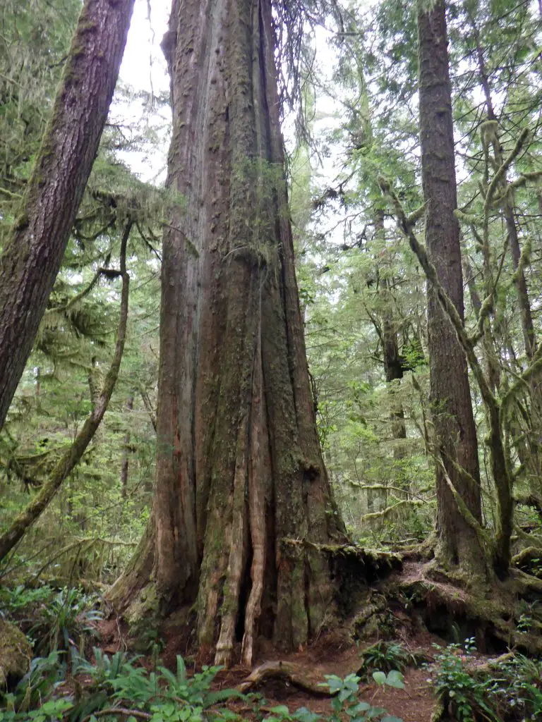 Vancouver famille Pacifique Tofino