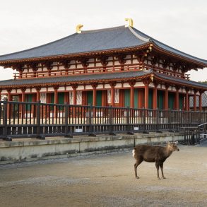 Visite de Nara en famille Nara en famille Visite activités | Blog VOYAGES ET ENFANTS