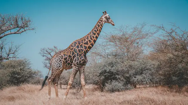 Sénégal en famille bandia