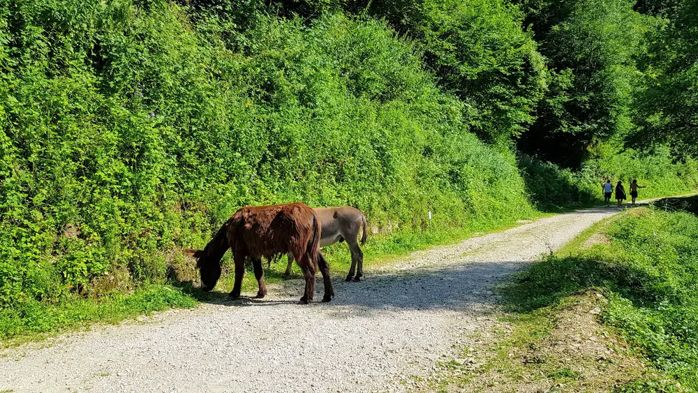 voyage en Aveyron et Lozère en famille trou de Bozouls Visite de Rodez en famille séjour entre Aveyron et Lozère