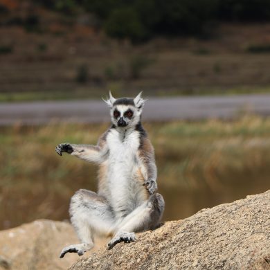 Que voir à Madagascar en famille ?