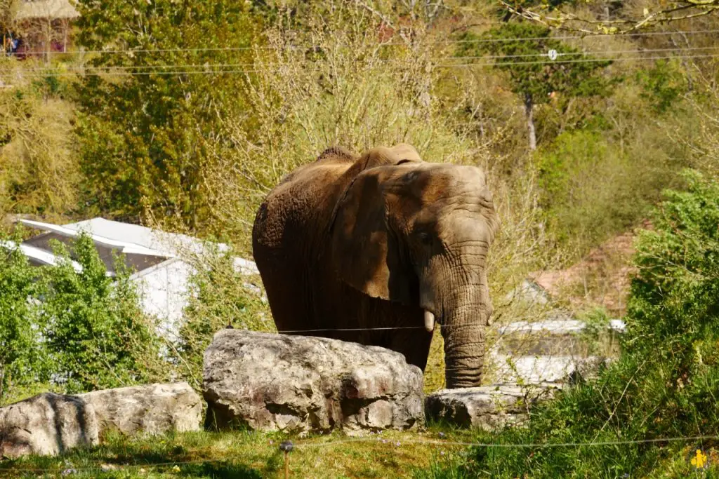 visite beauval avec enfants conseils Visiter Beauval en famille avis conseils tarifs billets