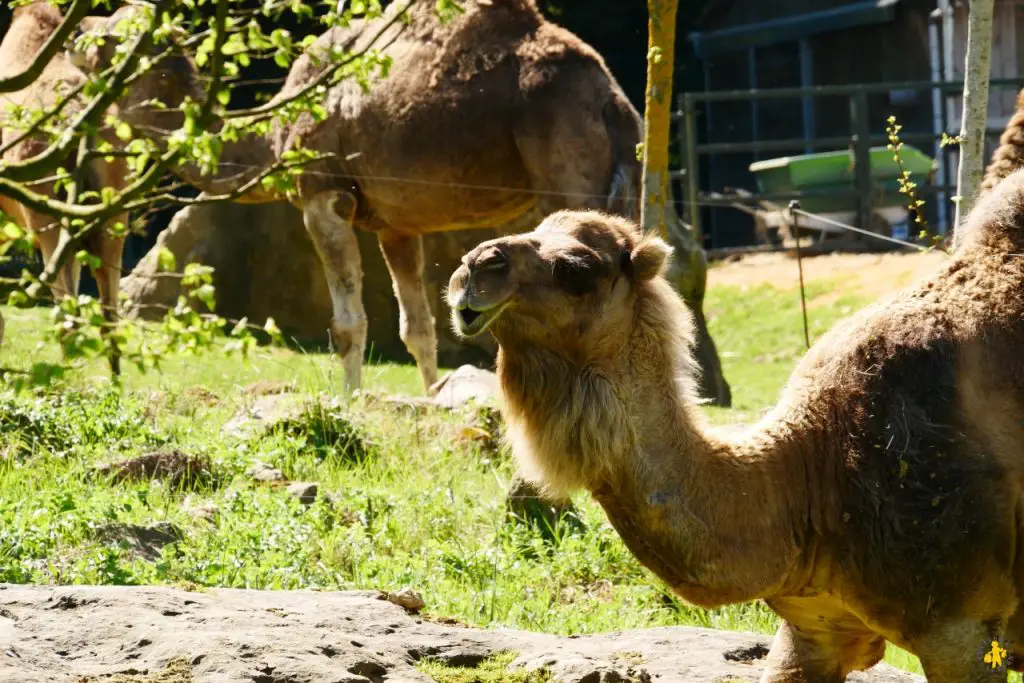 visite beauval avec enfants conseils Visiter Beauval en famille avis conseils tarifs billets