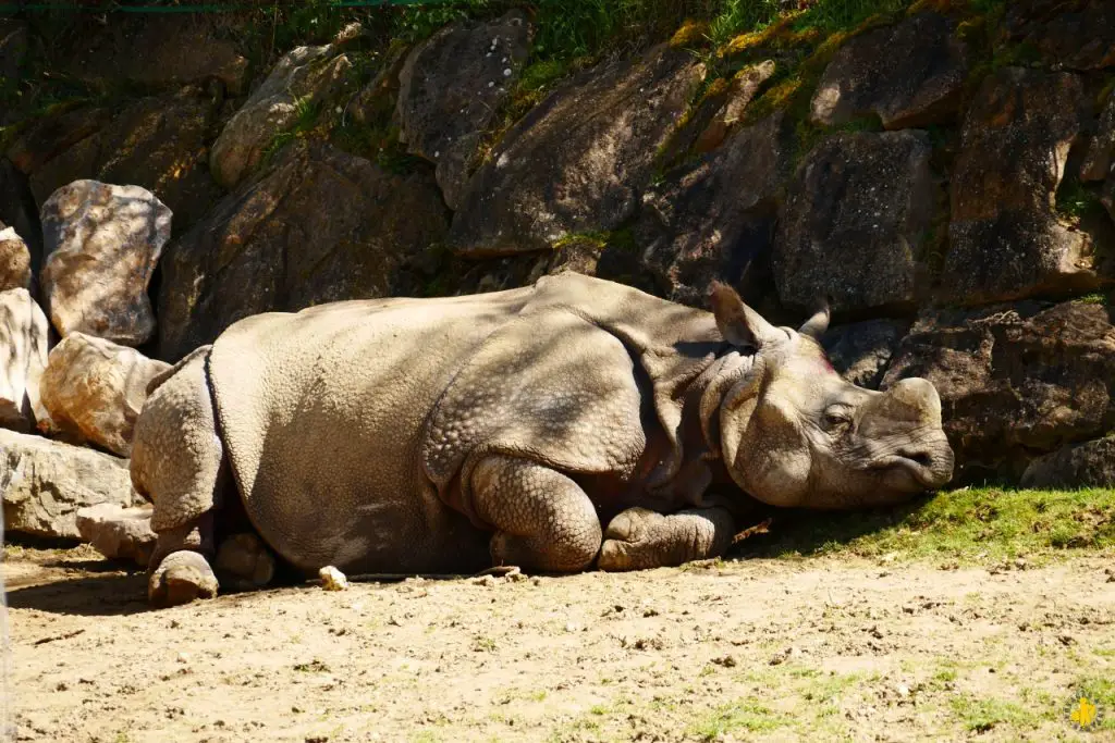 Zoo de beauval en famille Visiter Beauval en famille avis conseils tarifs billets