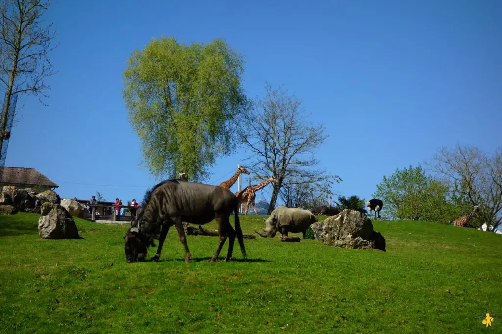 visite beauval avec enfants conseils Visiter Beauval en famille avis conseils tarifs billets