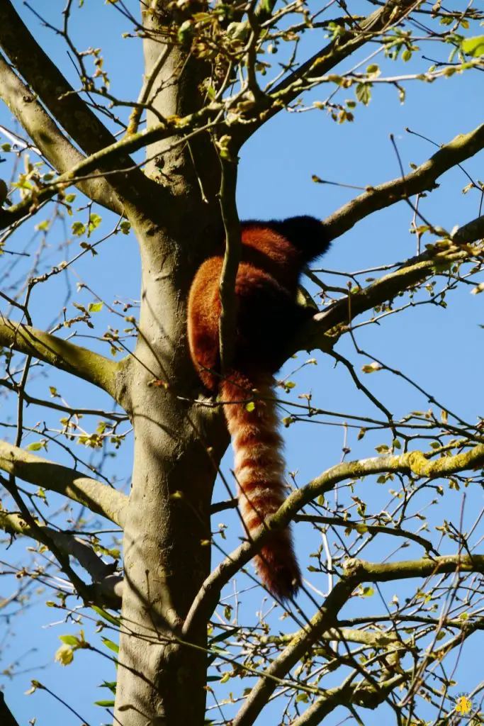 visite beauval avec enfants conseils Visiter Beauval en famille avis conseils tarifs billets