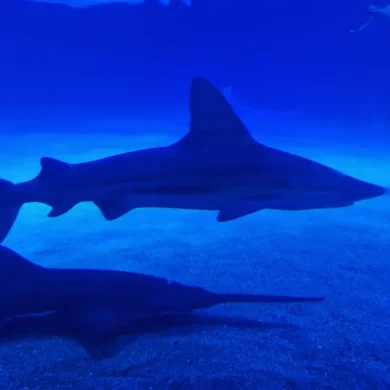 La cité des Arts à Valencia : aquarium et sciences pour les enfants