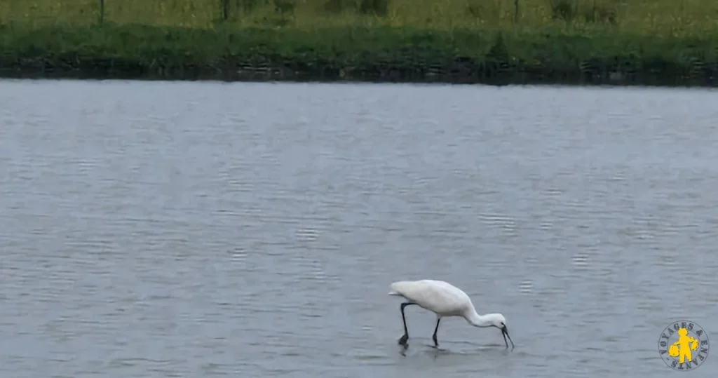 Découvrir la Baie de Somme en famille : plongée nature dans le Nord
