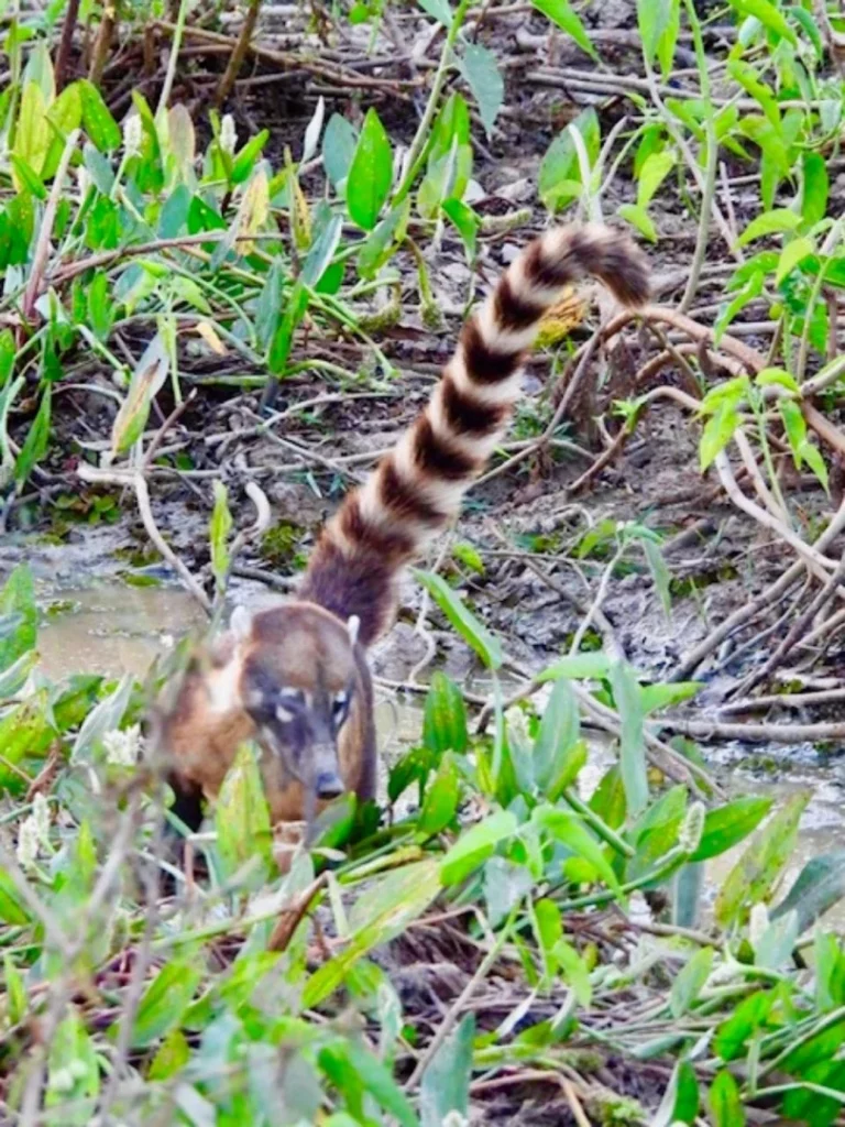Itinéraire Brésil : Nordeste et Pantanal en famille 7 Pantanal en famille