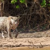 Pantanal en famille
