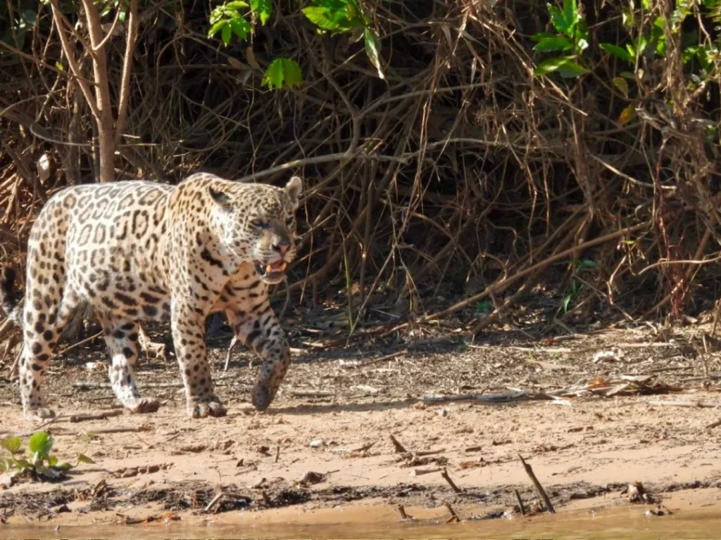 Itinéraire Brésil : Nordeste et Pantanal en famille 11 Pantanal en famille