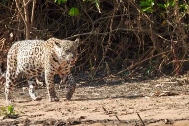 Pantanal en famille