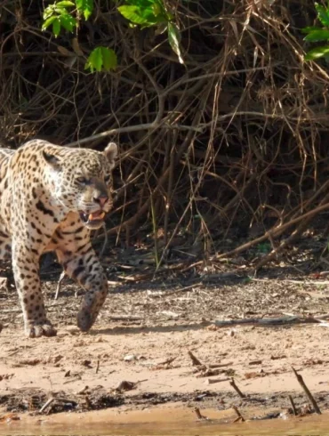 Pantanal en famille