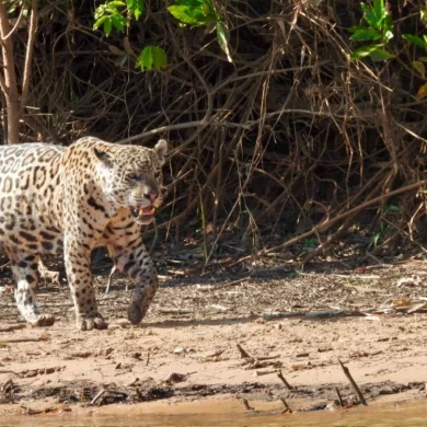 Pantanal en famille