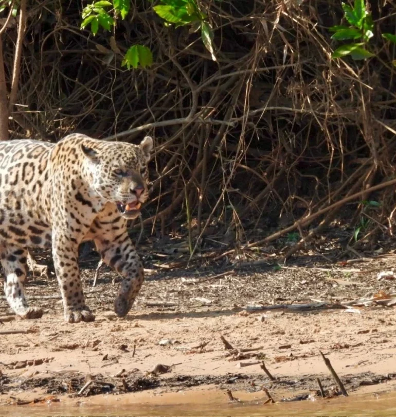 Pantanal en famille