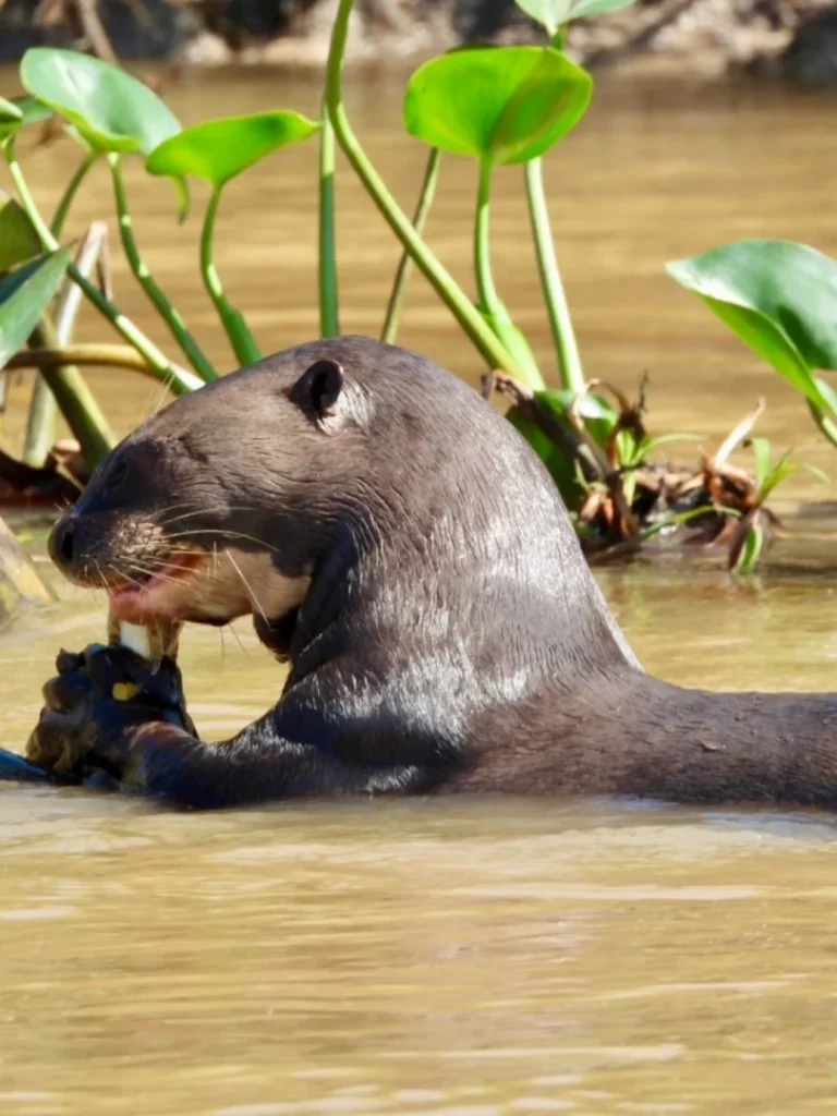 Itinéraire Brésil : Nordeste et Pantanal en famille 9 Pantanal en famille bresil