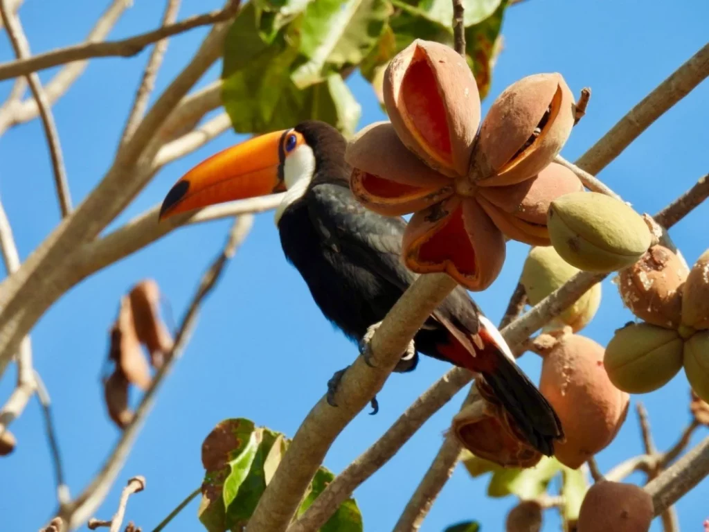 Itinéraire Brésil : Nordeste et Pantanal en famille 2 Pantanal en famille