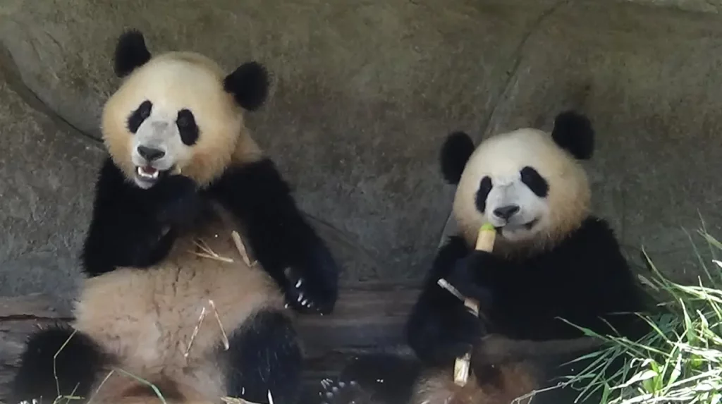 Le Sichuan en famille 35 Le Sichuan en famille