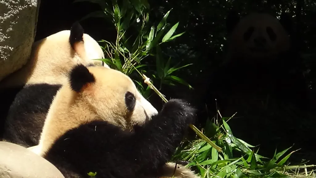 Le Sichuan en famille 36 famille panda Bifenxia