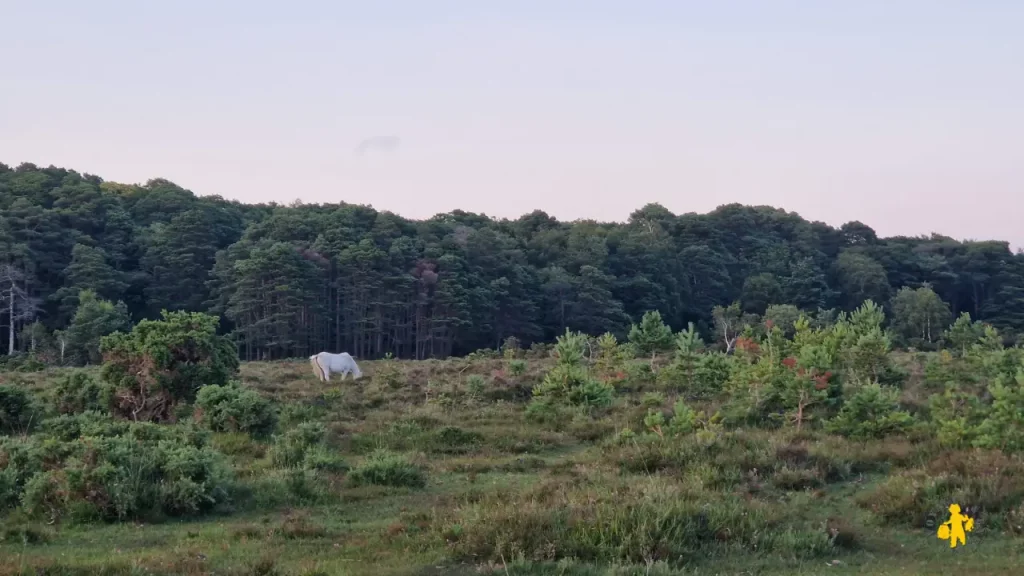 Sud de l'Angleterre : notre itinéraire familial de 2 semaines