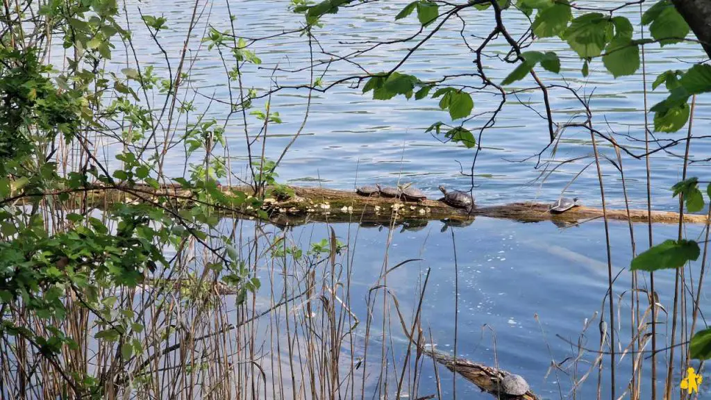 Visiter Avigliana, cité médiévale et ses lacs
