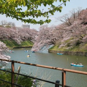 Road trip 2 semaines Japon en famille au printemps