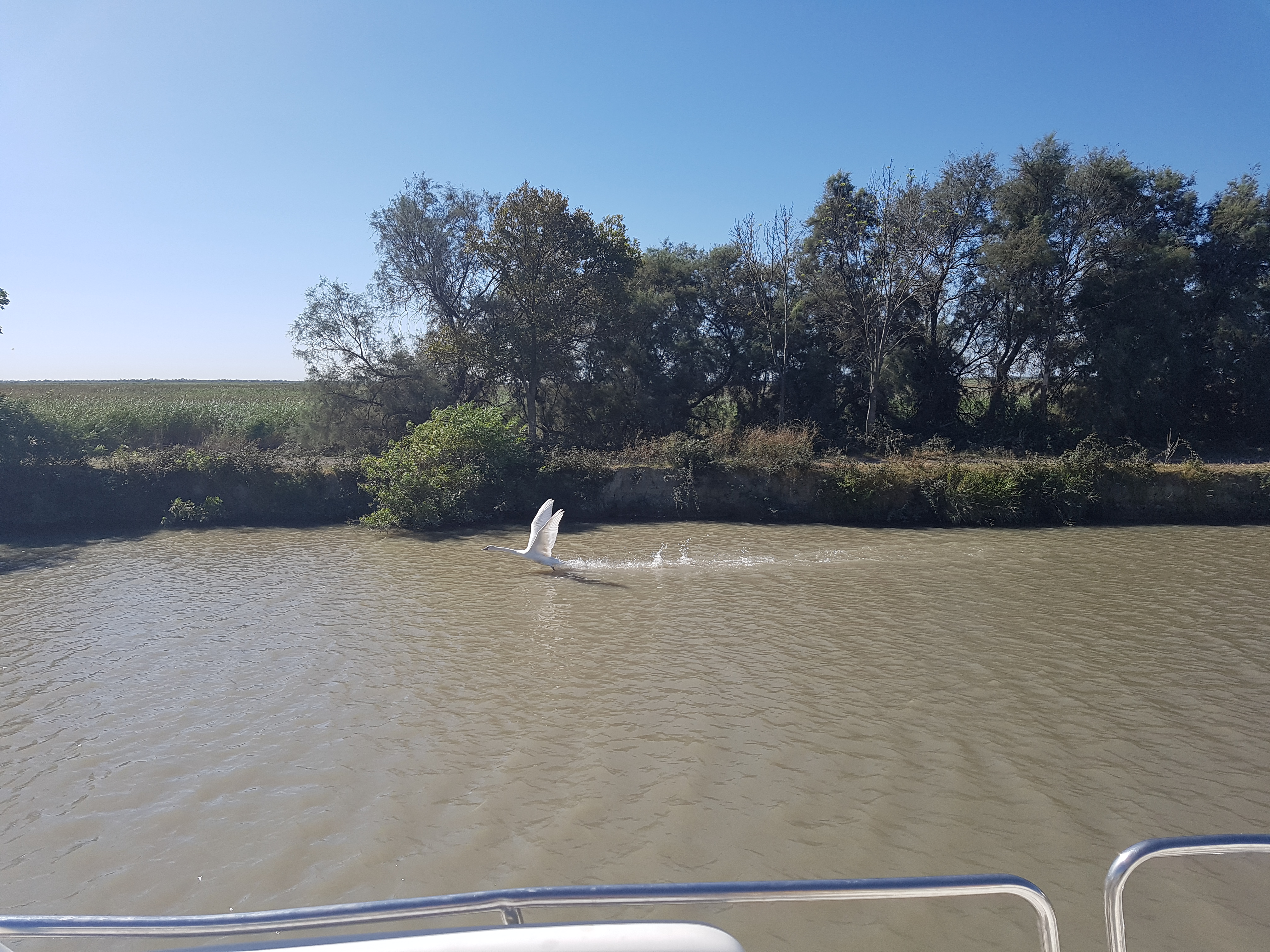 Camargue en bateau