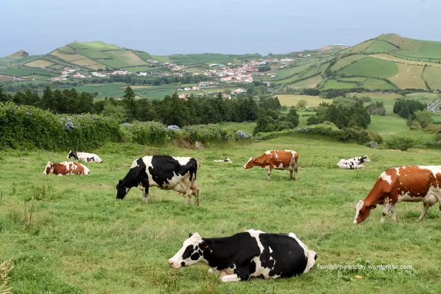 acores-sete-cidades-vaches