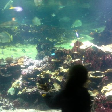 L'Aquarium Nausicaa en famille