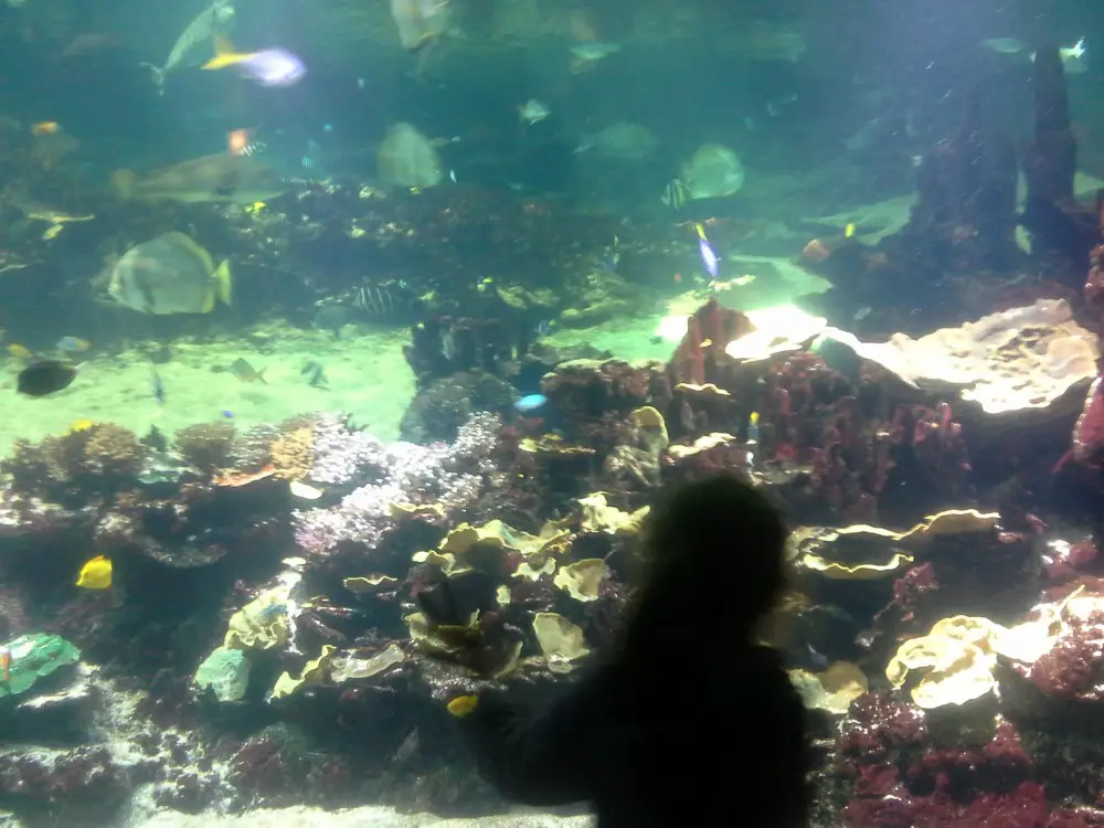 Aquarium Nausicaa avec des enfants