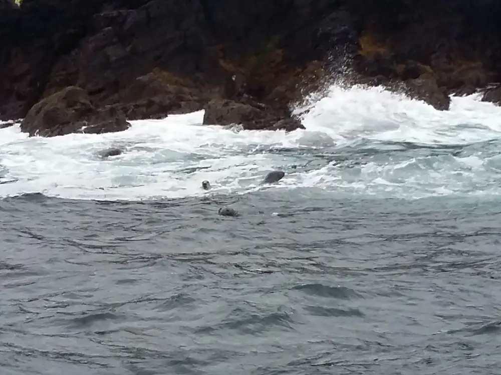 20160809 113729 Croisière Famille Dingle Bay Irlande | Blog VOYAGES ET ENFANTS