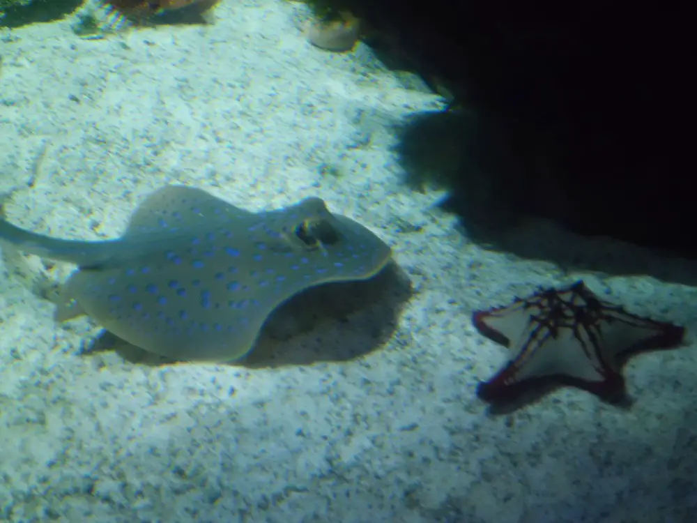 La Rochelle en famille l 1 semaine à La Rochelle en famille | Blog VOYAGES ET ENFANTS'aquarium