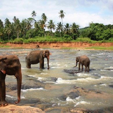 Le Sri-Lanka avec chauffeur