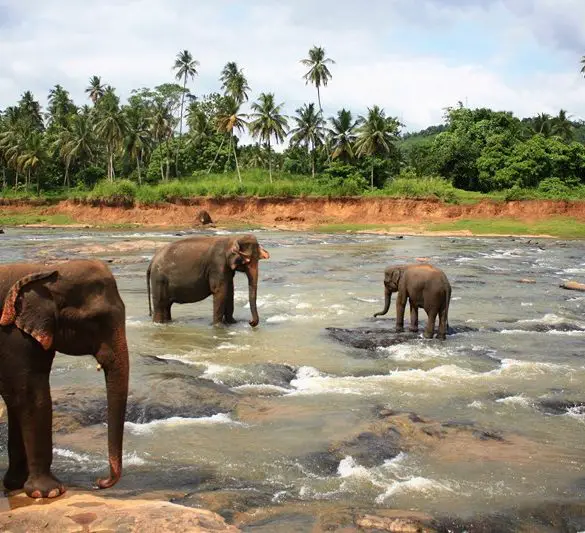 Le Sri-Lanka avec chauffeur