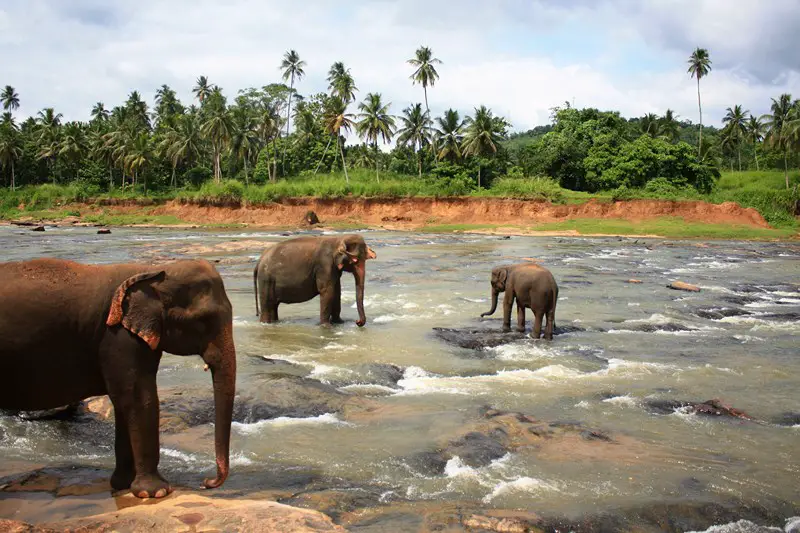 Sri Lanka avec chauffeur 2 semaines