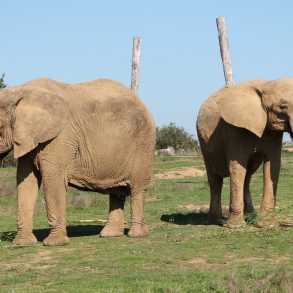 Visiter Planète Sauvage en famille | Blog VOYAGES ET ENFANTS