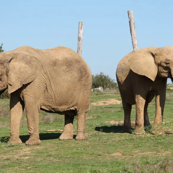 Une visite à Planète Sauvage en famille